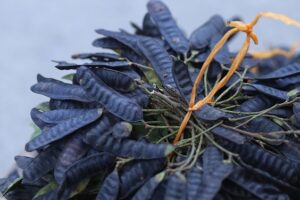 Tác dụng của bồ kết đối với tóc